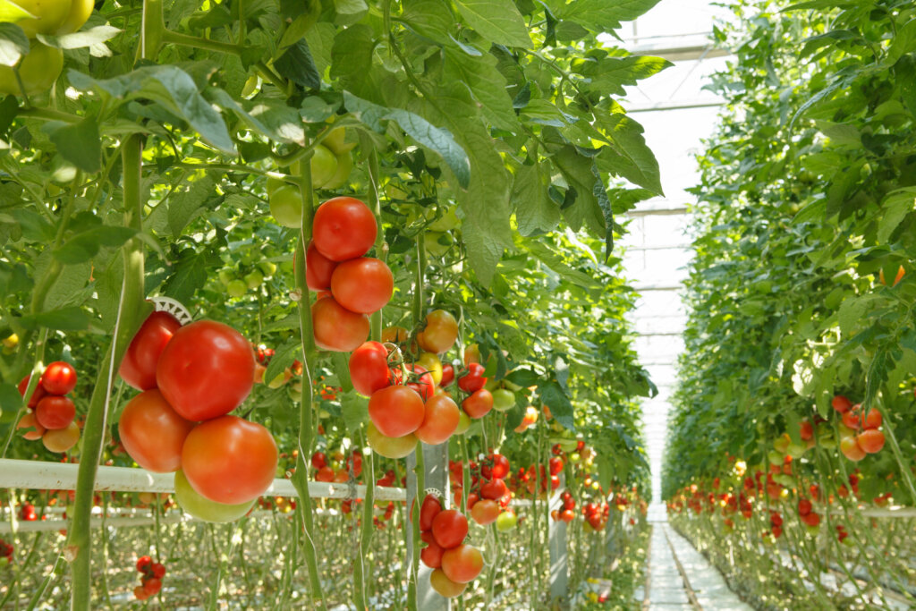 tomatoes growing in a greenhouse